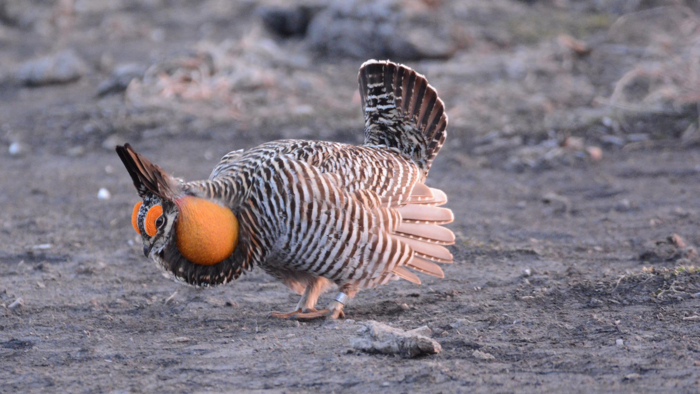 Greater Prairie Chicken